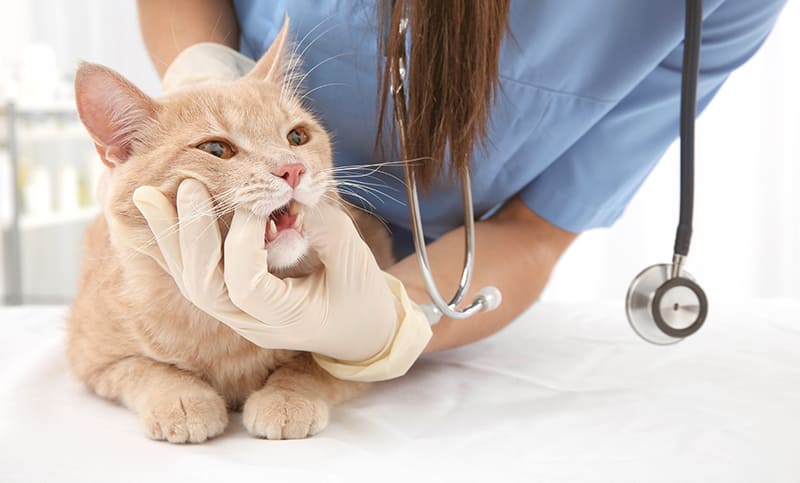 Mon chat bave | Urgences Vétérinaires Toulouse | Vétérinaire de garde Toulouse