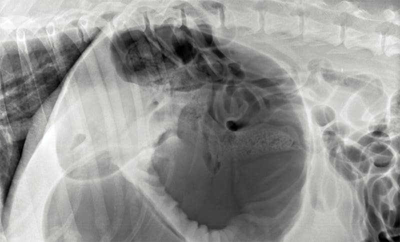 Le syndrome Dilatation/Torsion de l’estomac chez le chien
